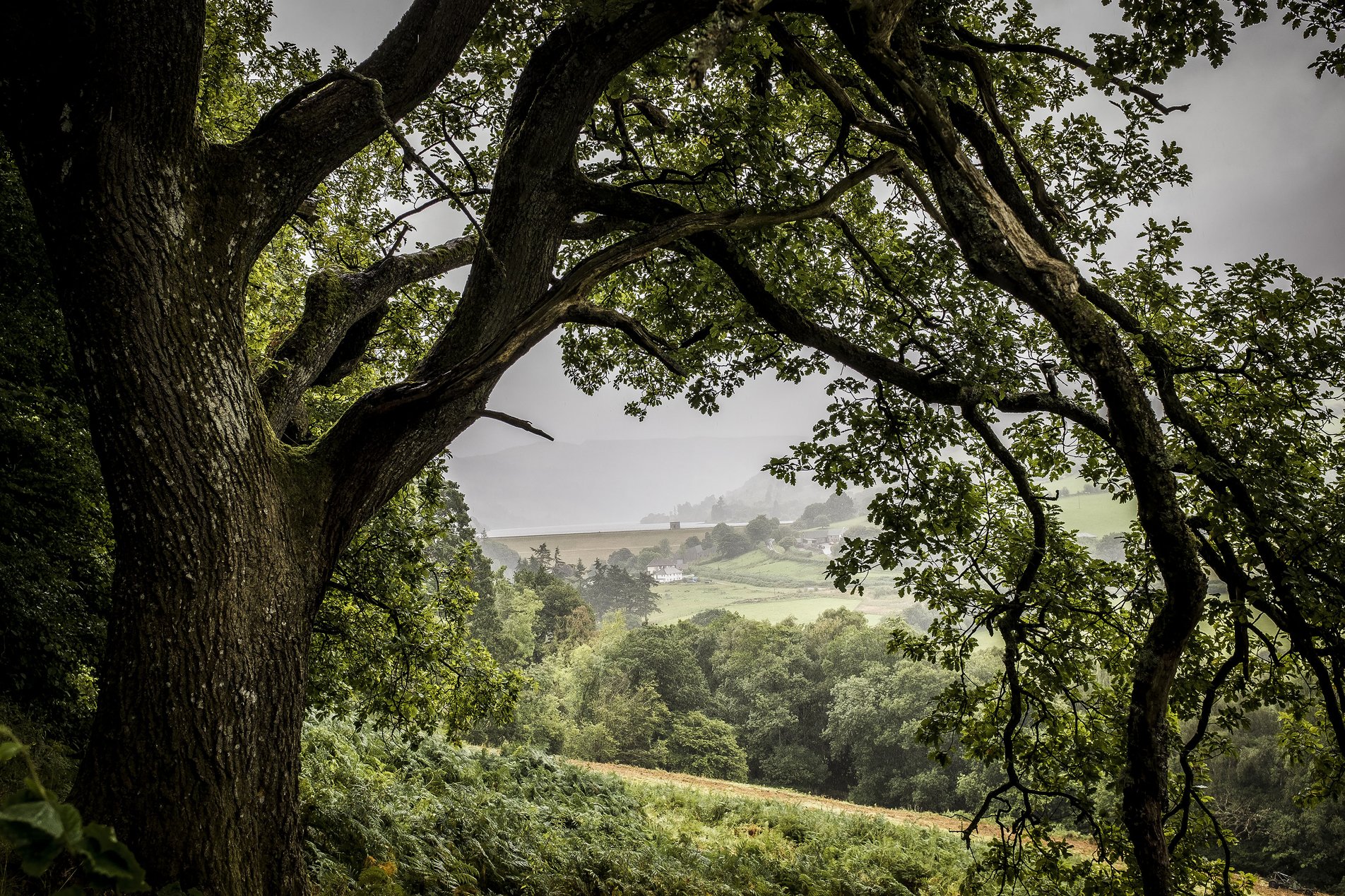 reservoir glimpsed through trees