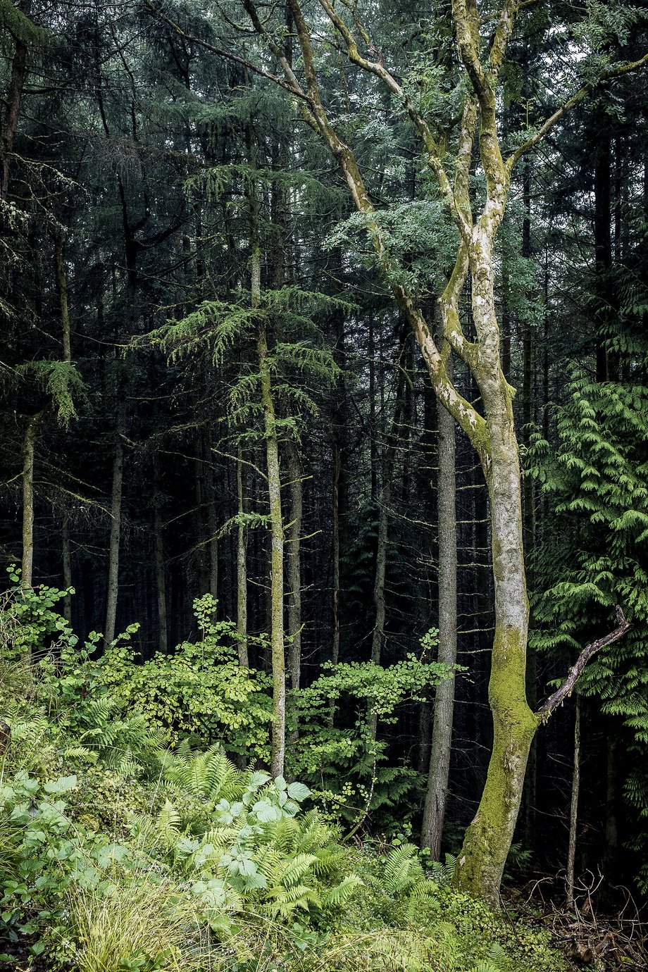 forest in the rain