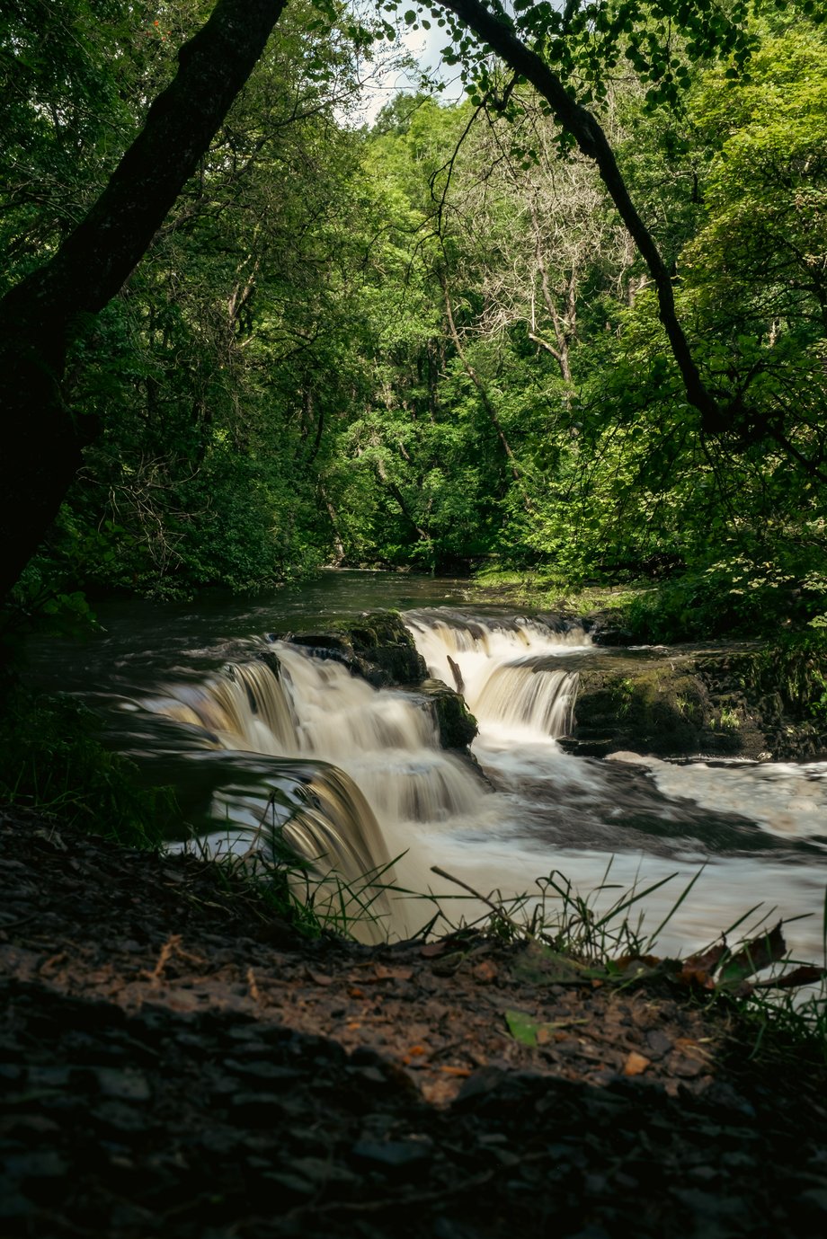 forest waterfall