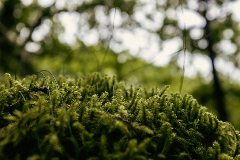 moss detail