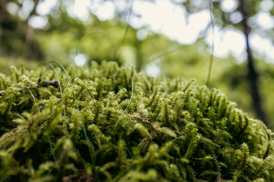 moss detail