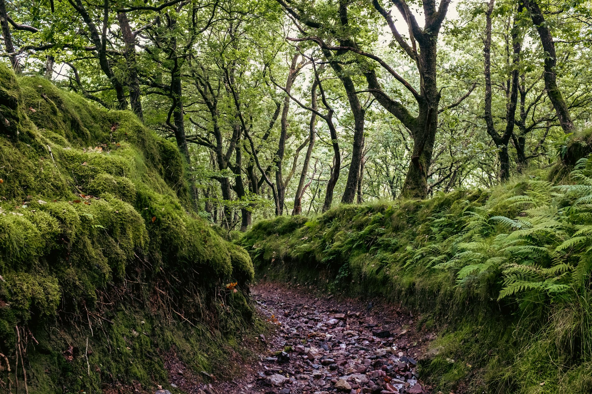 mossy gully in forest
