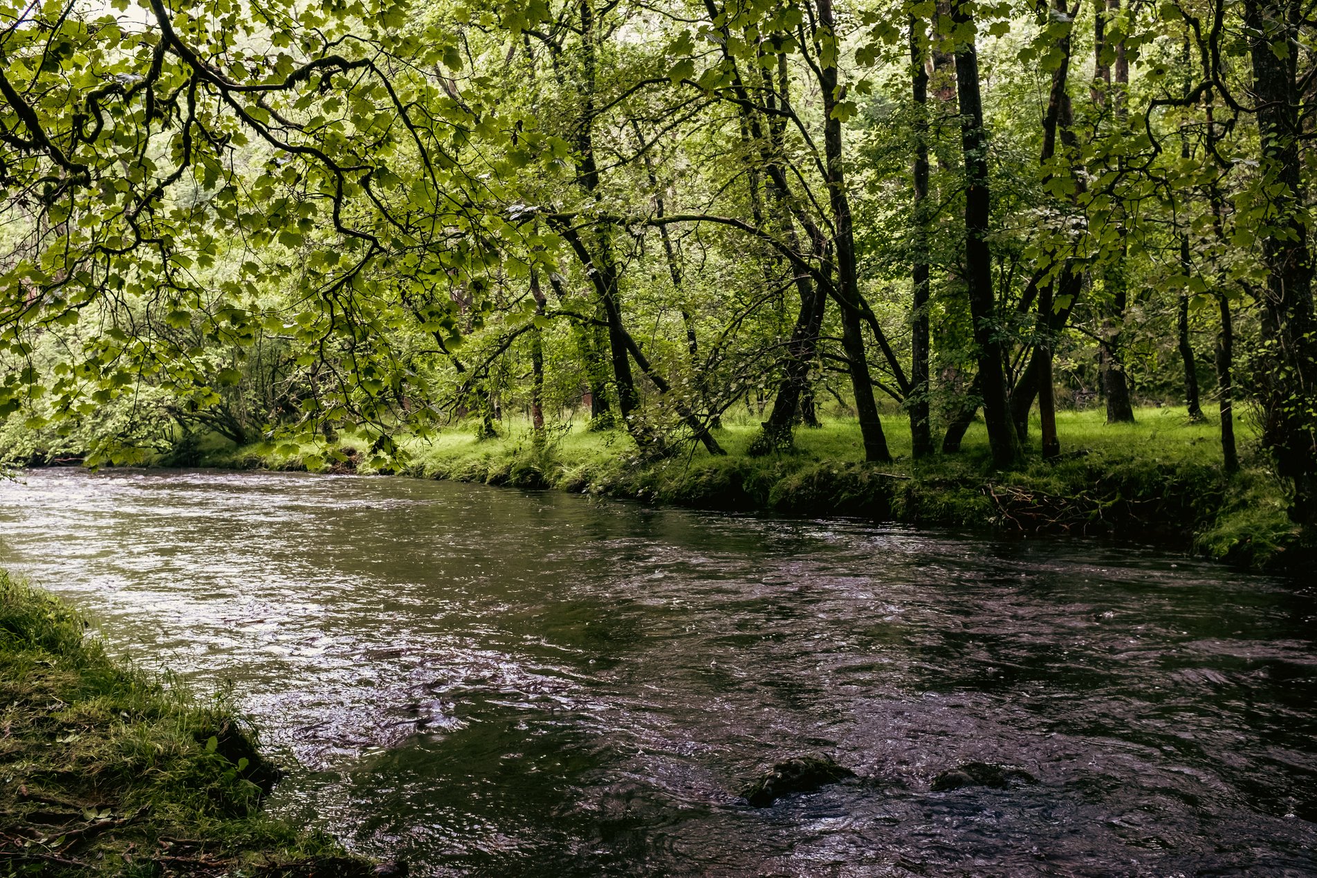 high river in forest