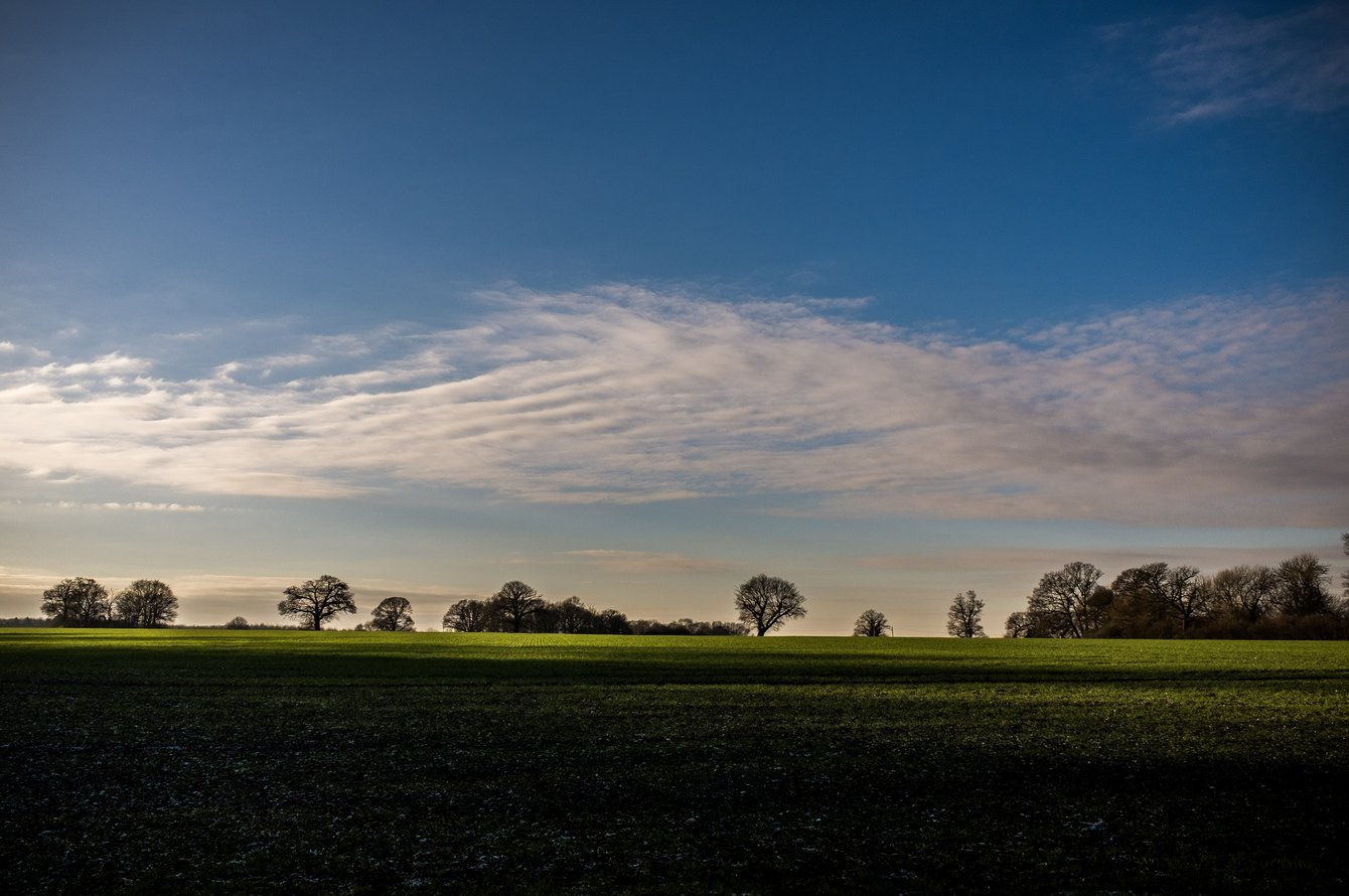 view across fields to tree line