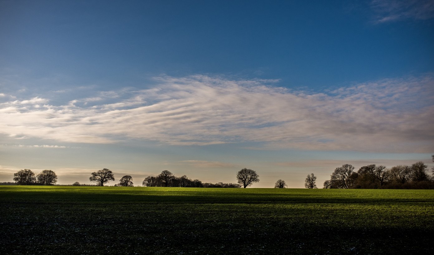 view across fields to tree line