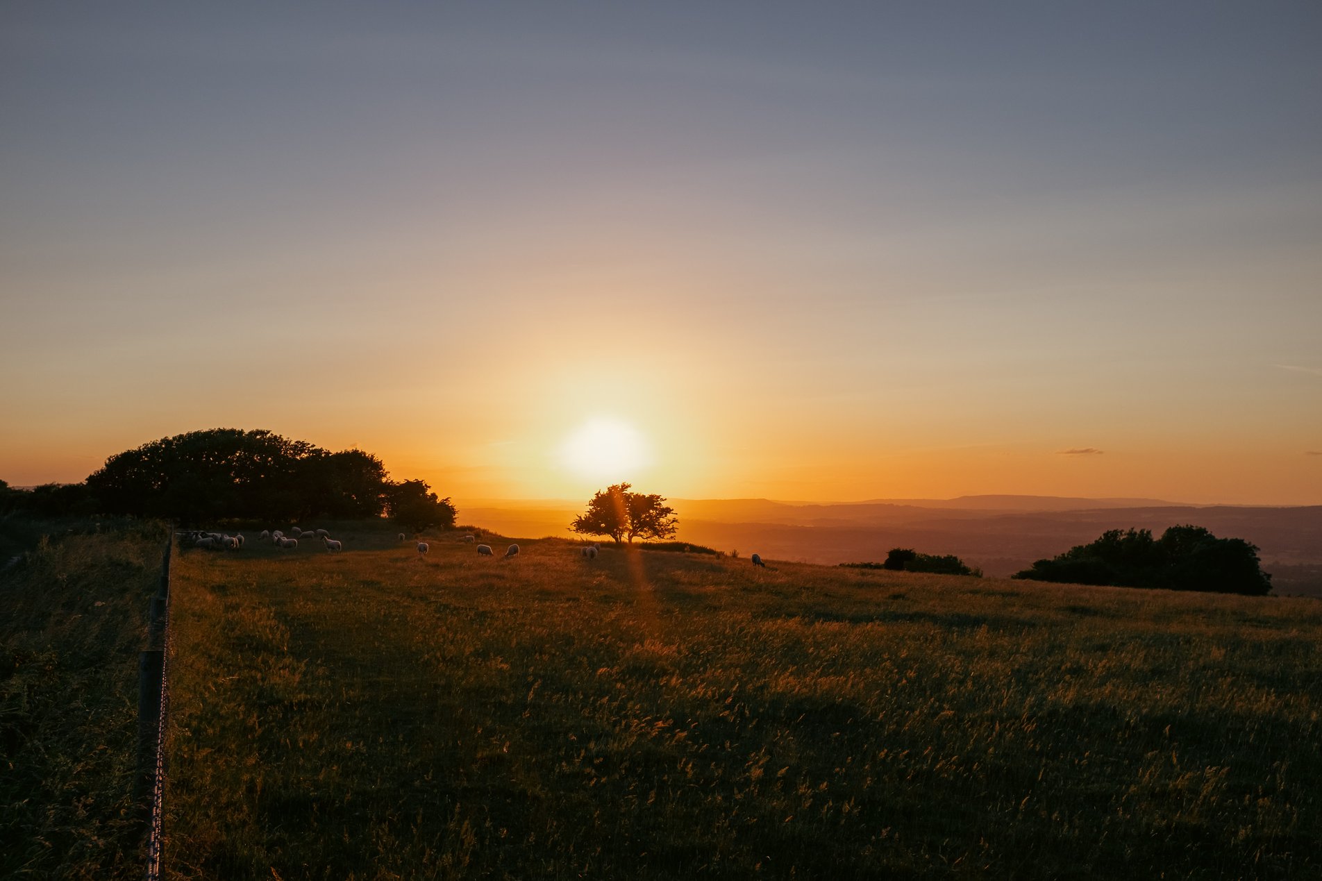 sheep grazing in field at sunset