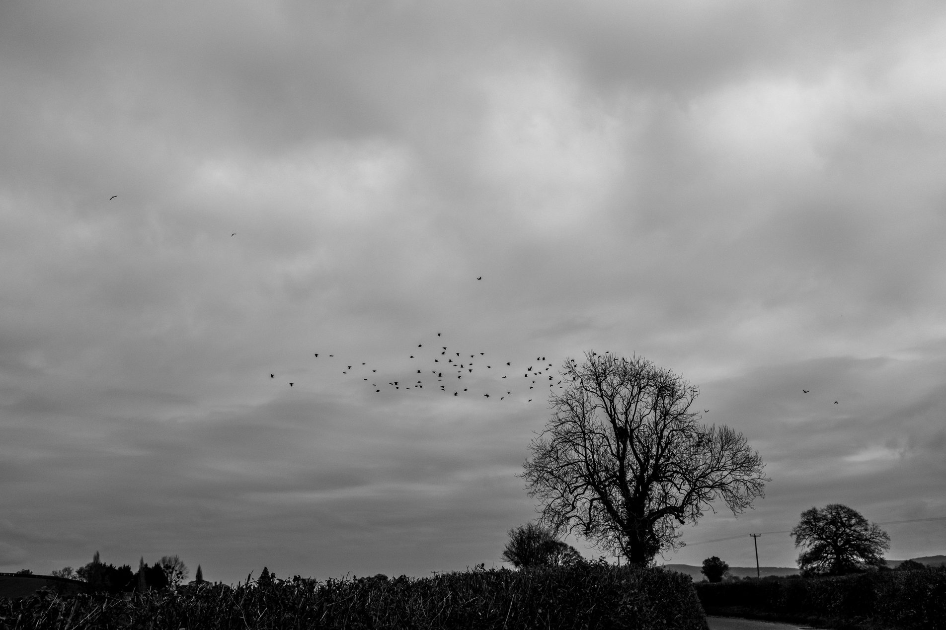 starling leaving tree