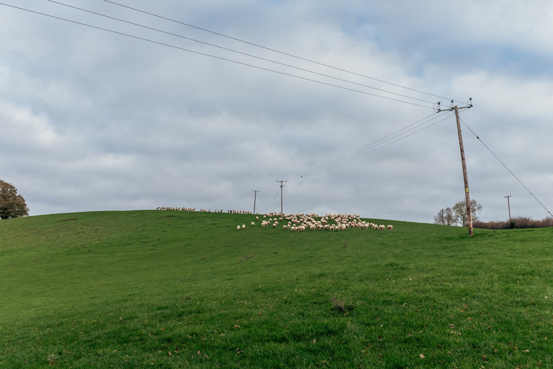 sheep on grassy hilltop