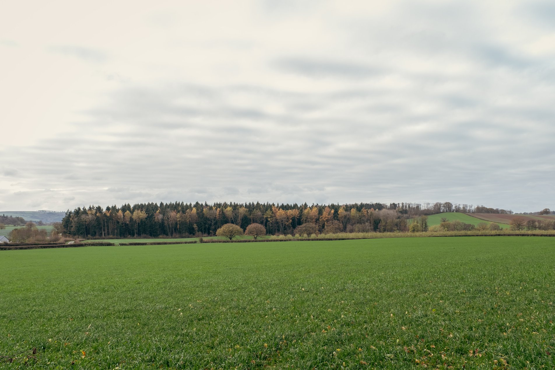 autumnal trees on horizon line