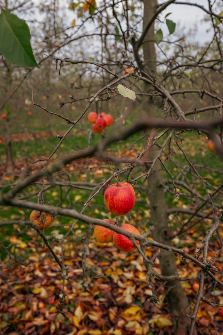 red apples on tree in orchard