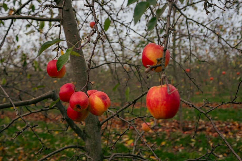 red apples on tree in orchard
