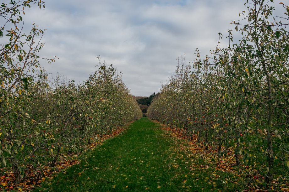 row of apple trees in orchard