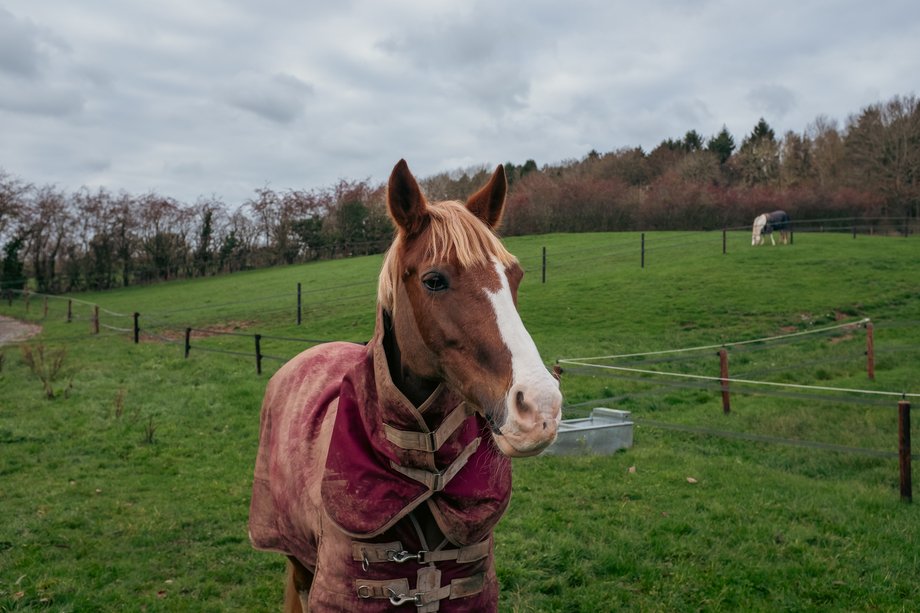 horse in paddock with red coat