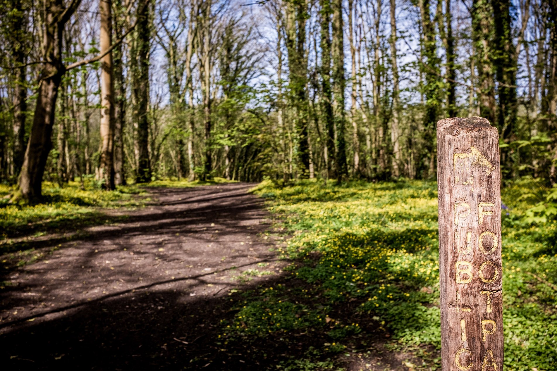 footpath sign in forest