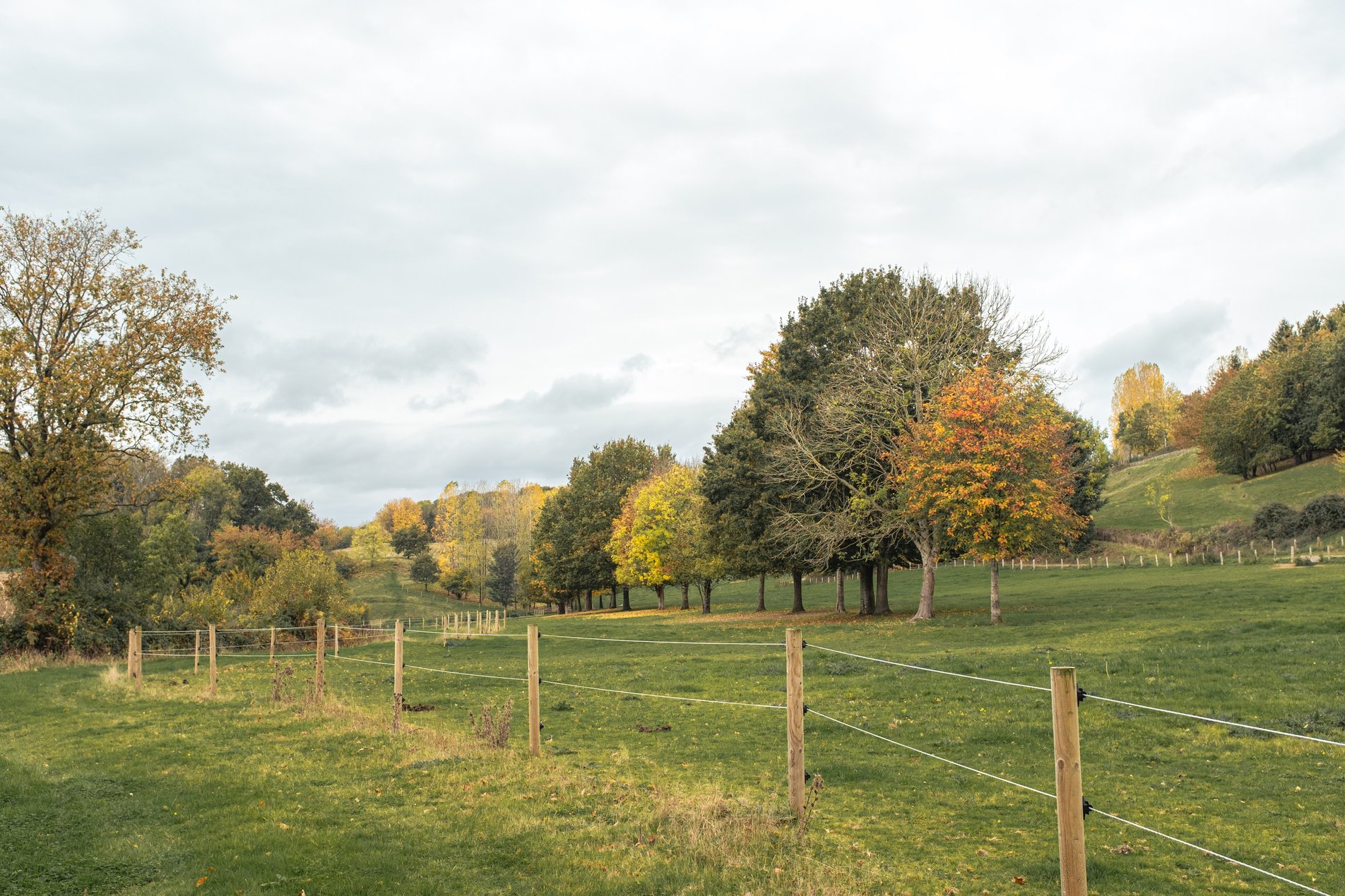 field with autumnal trees