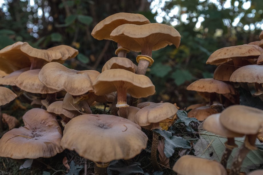group of light brown fungi