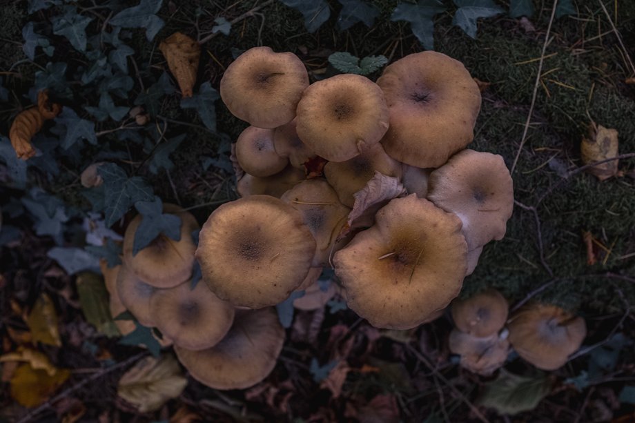 group of light brown fungi