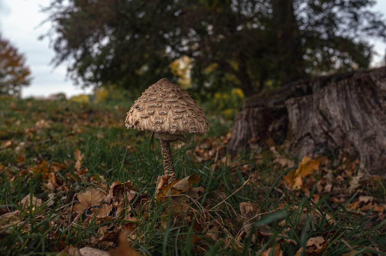 single mushrrom next to tree stump