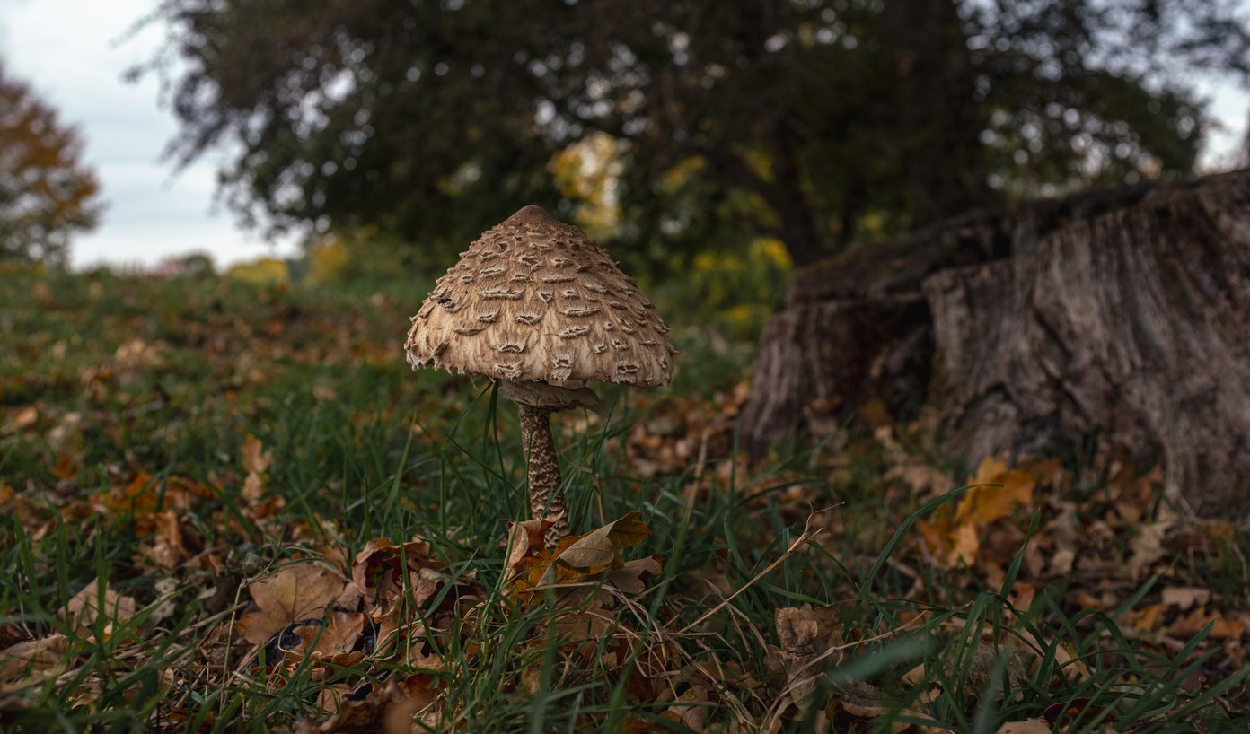single mushrrom next to tree stump
