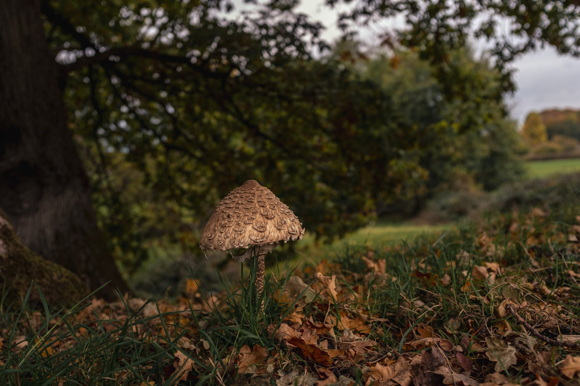 single mushrrom next to tree stump