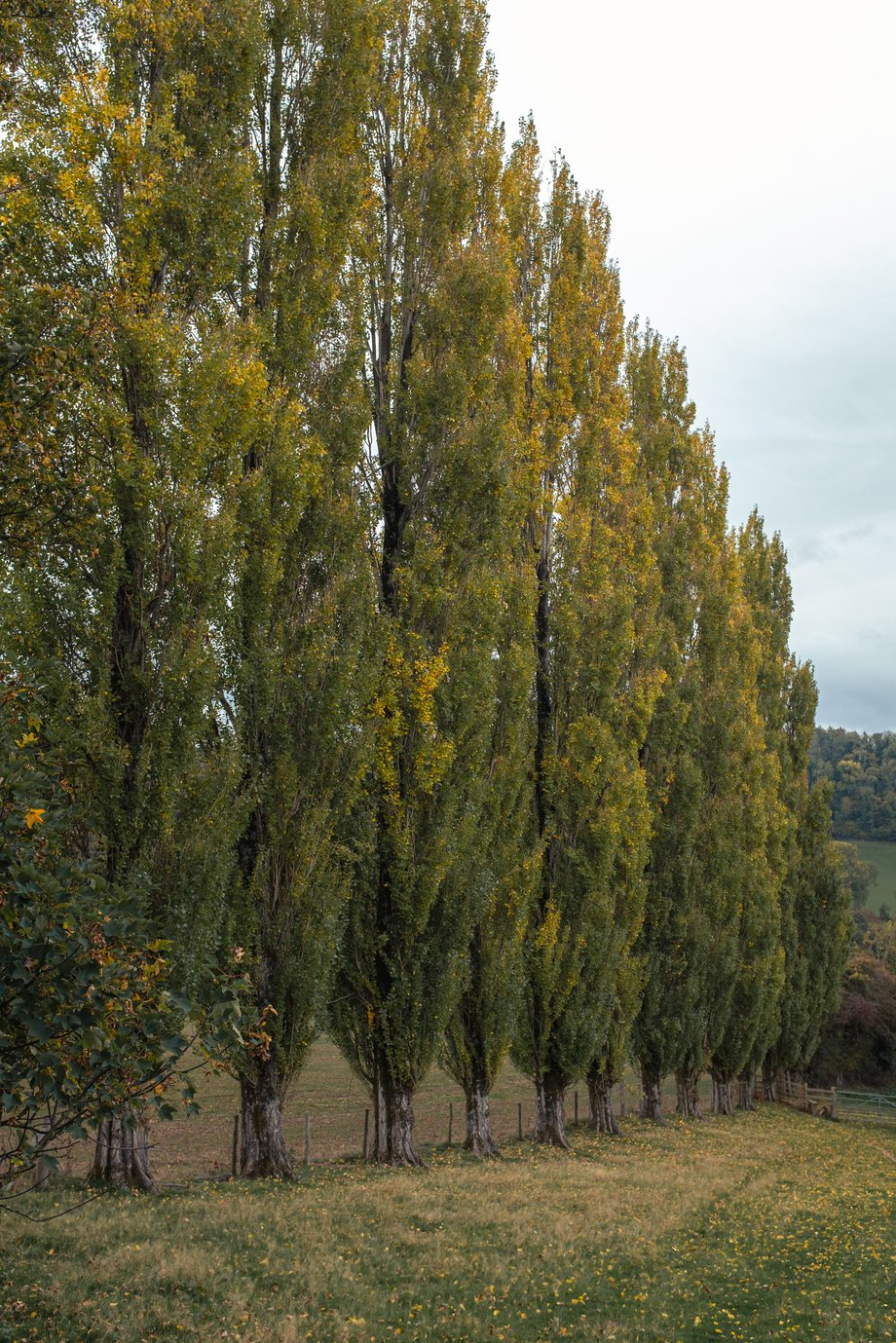 row of tall trees