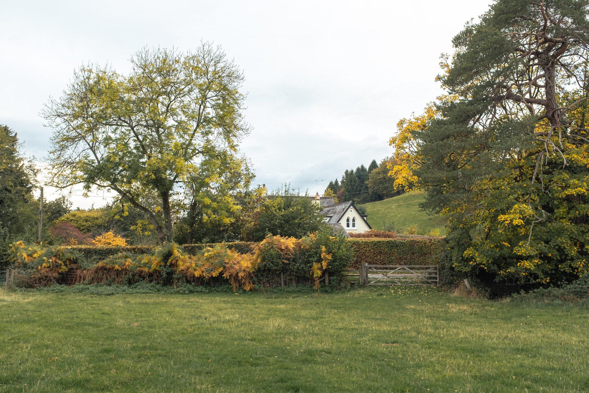 autumnal hedgerow