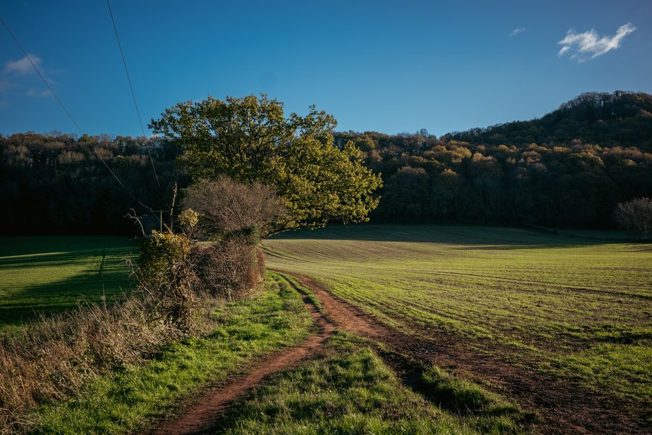footpath alongside field
