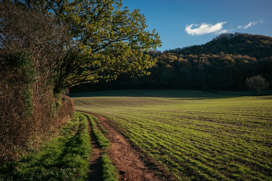 footpath alongside field