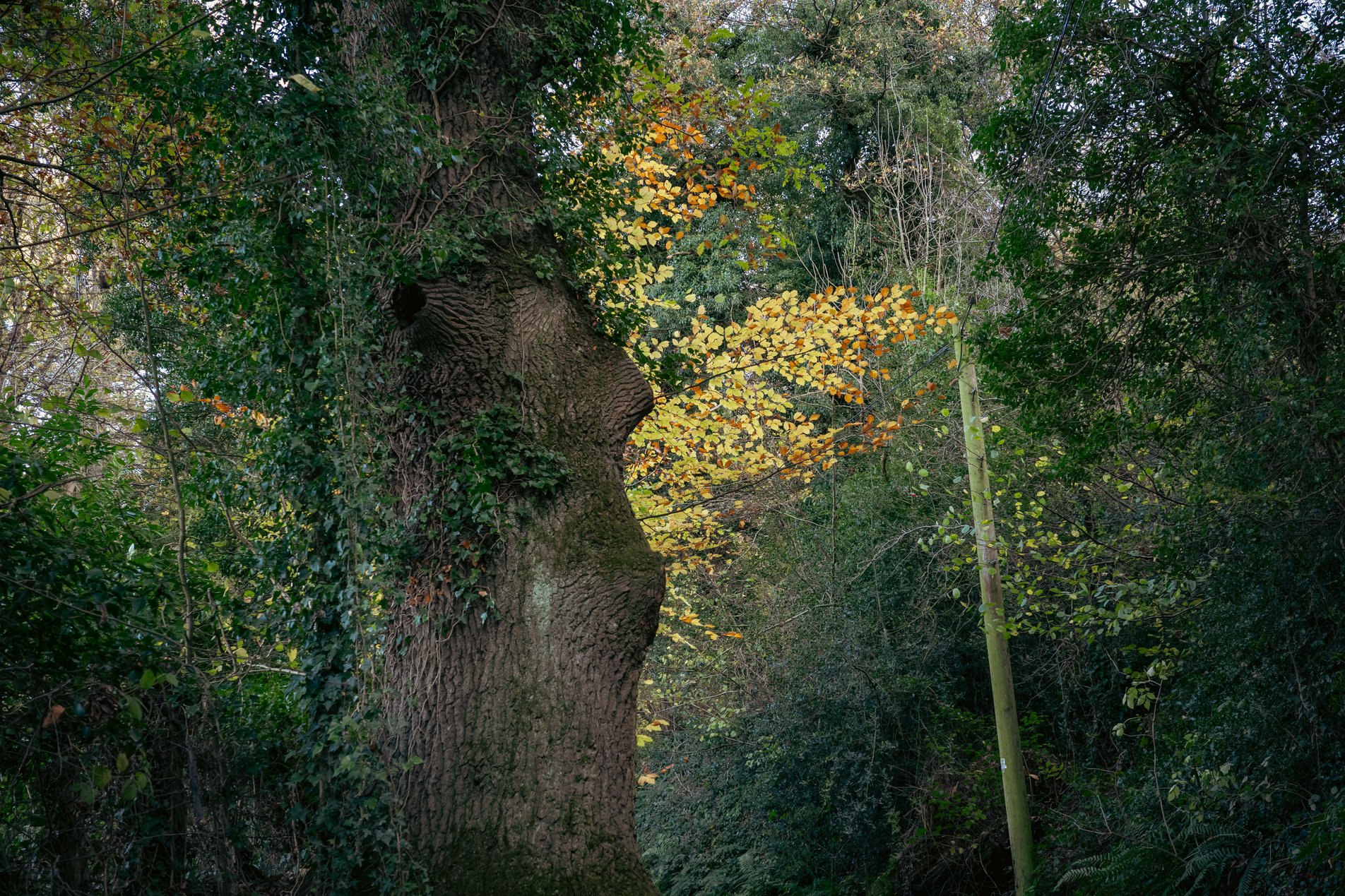 tree with yellow autumnal leaves