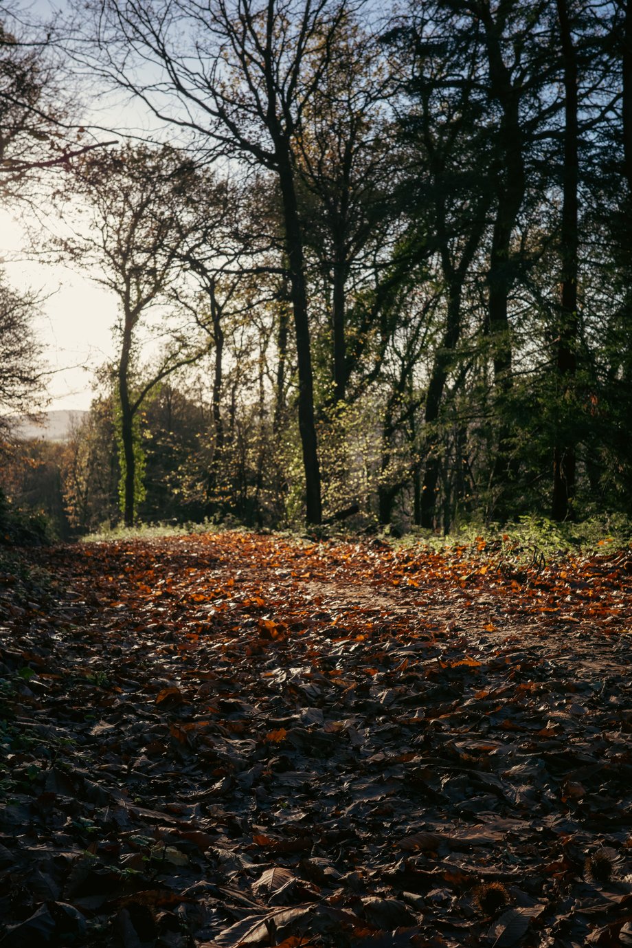 autumnal footpath through woods