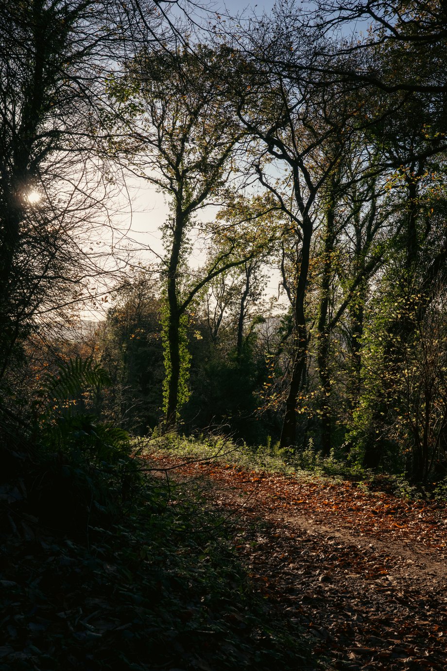 autumnal footpath through woods