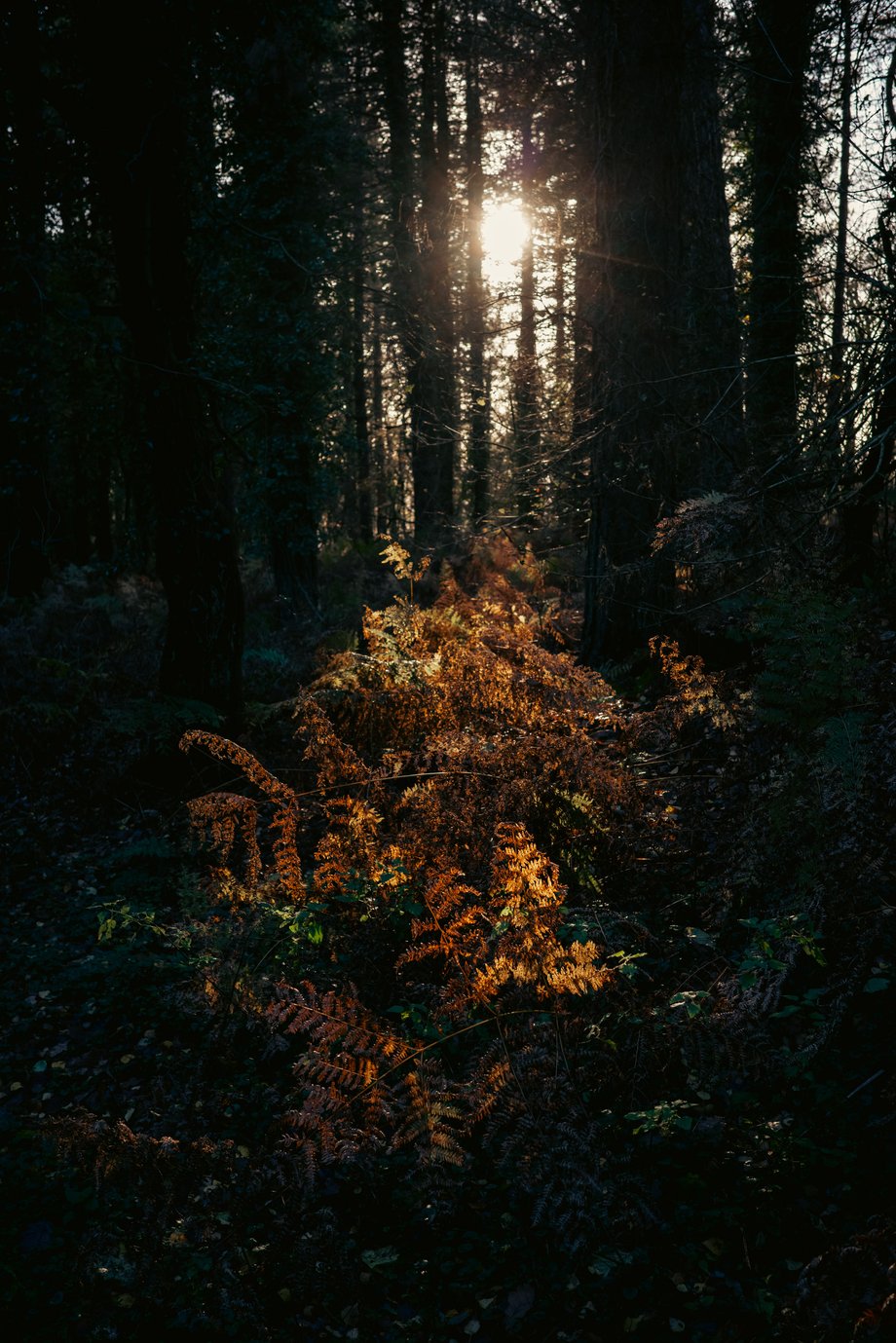 woodland ferns in low winter sunlight