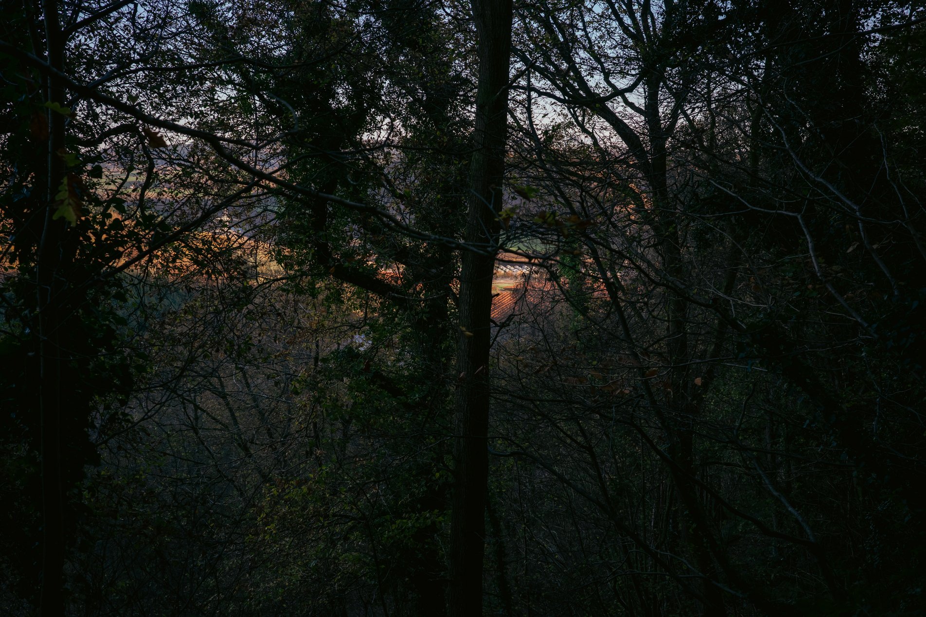 sunlight field and buildings seen in distance through dark trees
