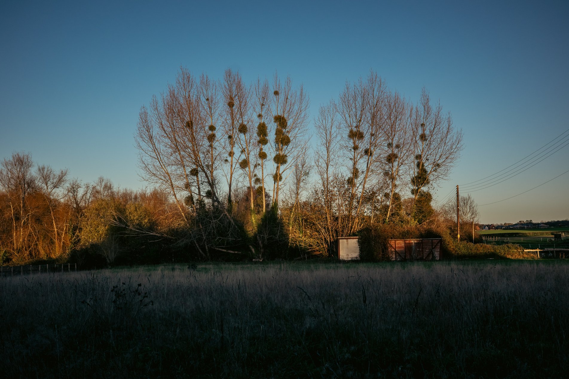 mistletoe on winter trees