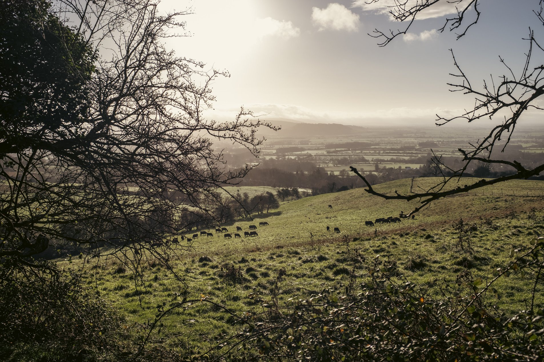 winter landscape with cattle in field