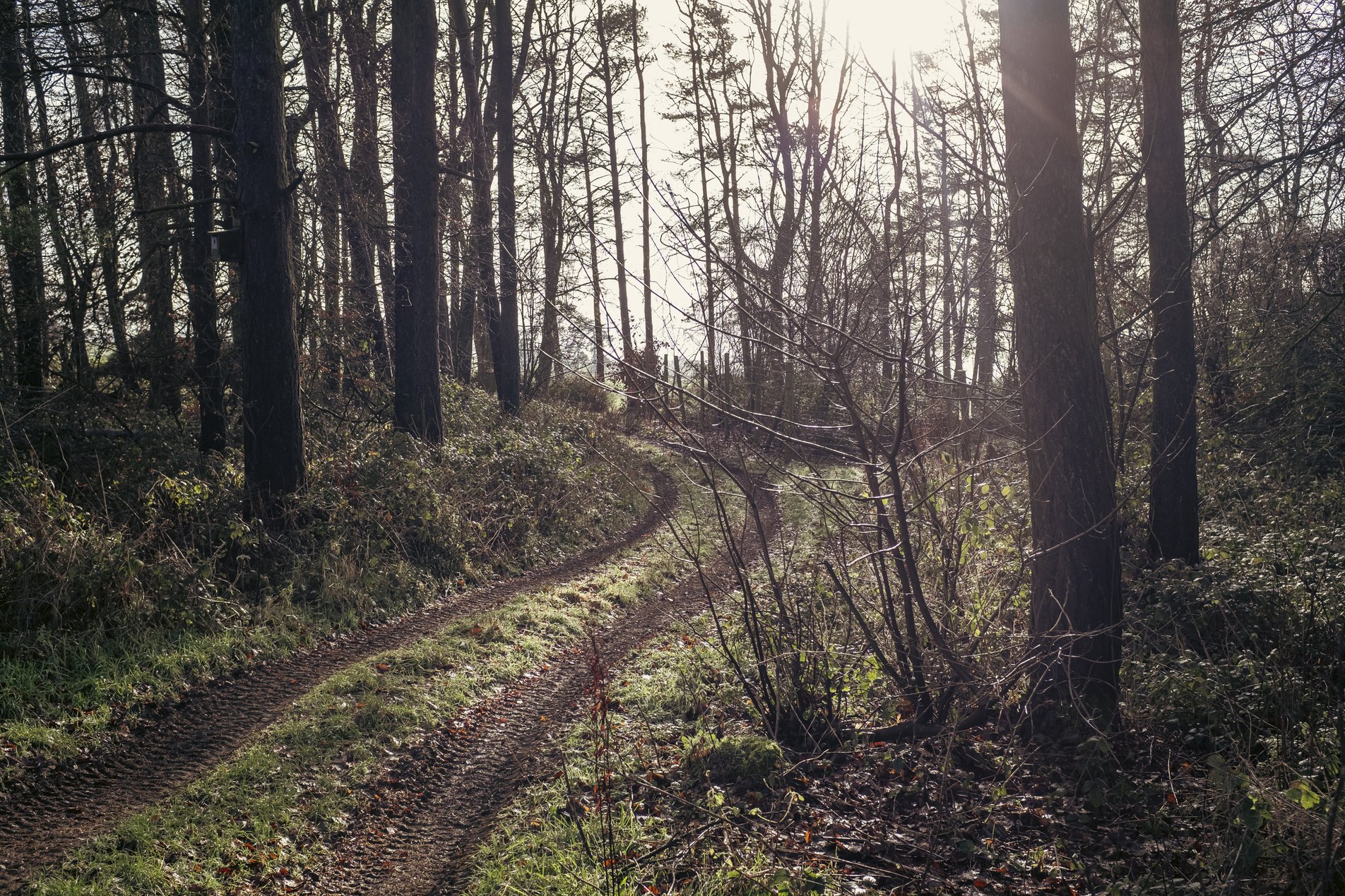 farm track leading into woods