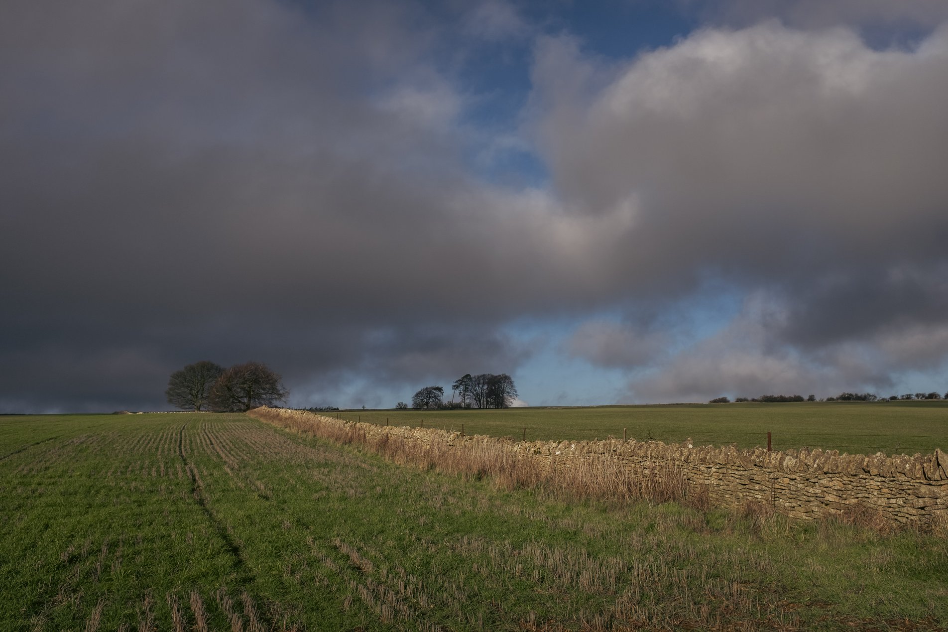 field with darkening clouds above