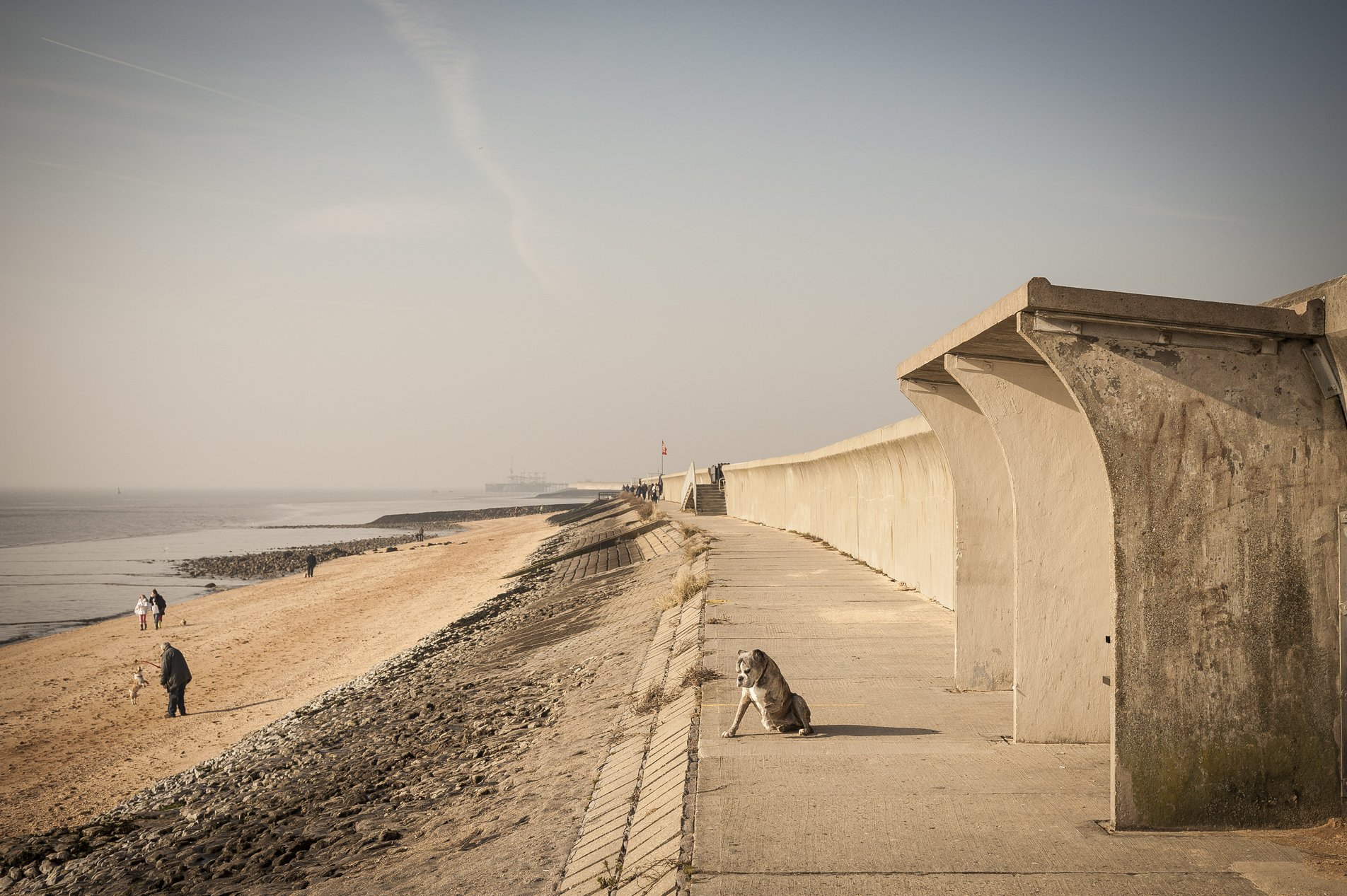 dog on canvey island seafront