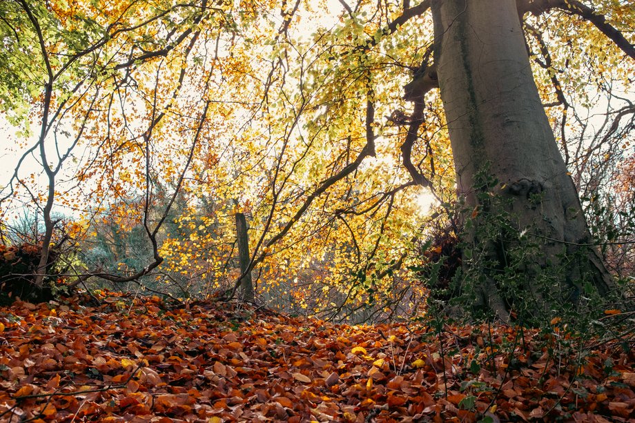 autumnal woodland footpath