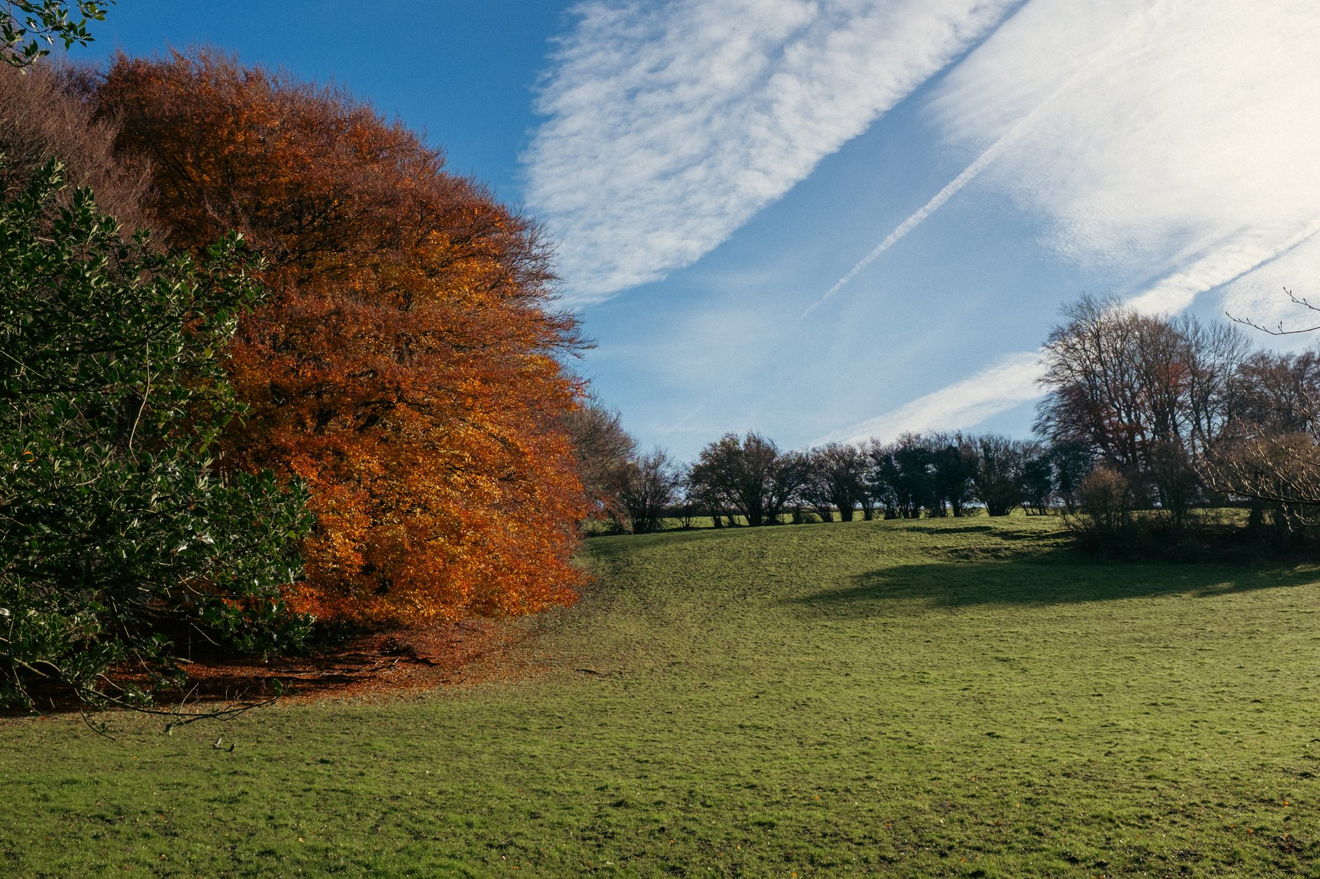 autumnal woodland footpath