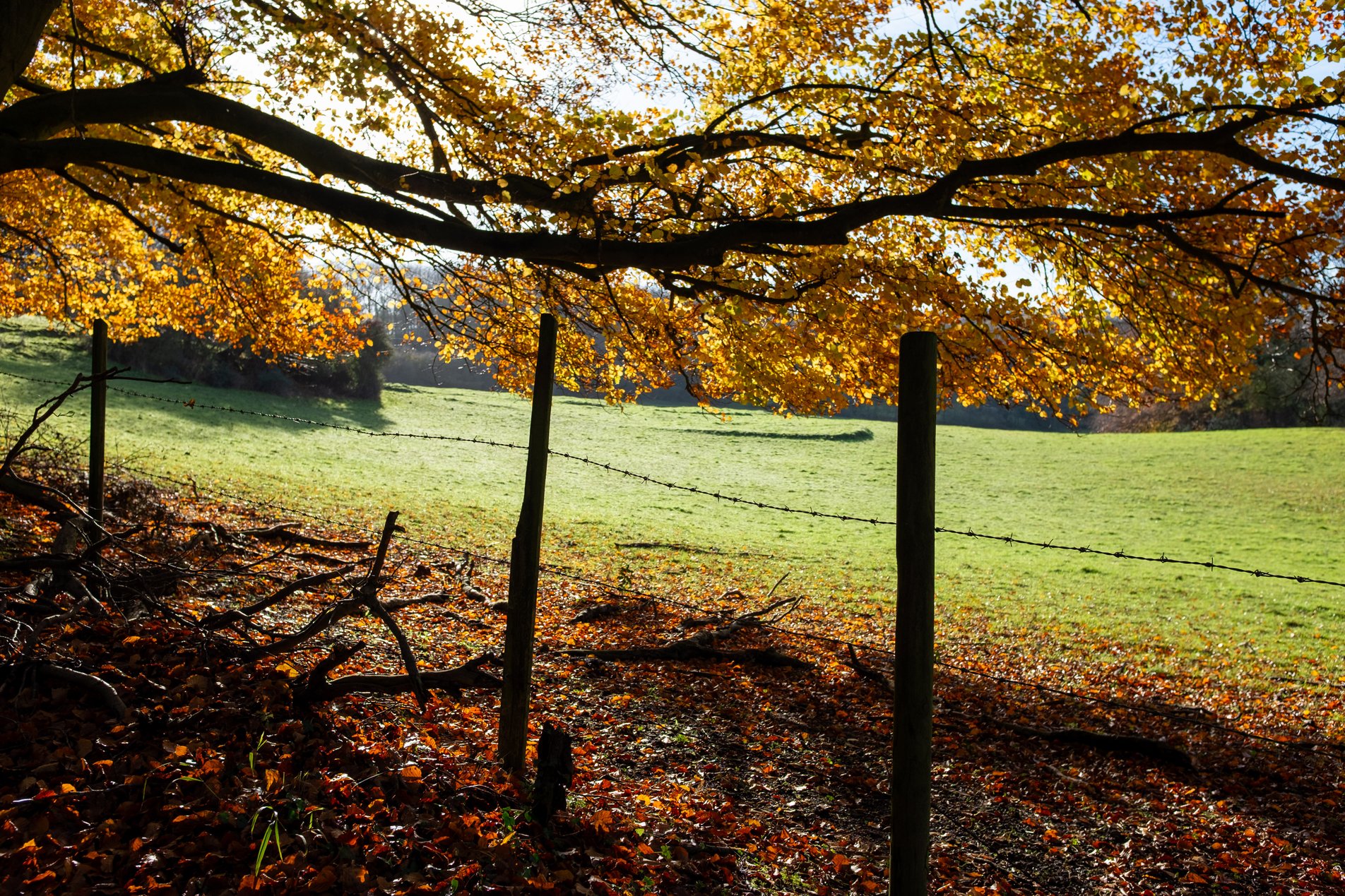 autumnal woodland footpath