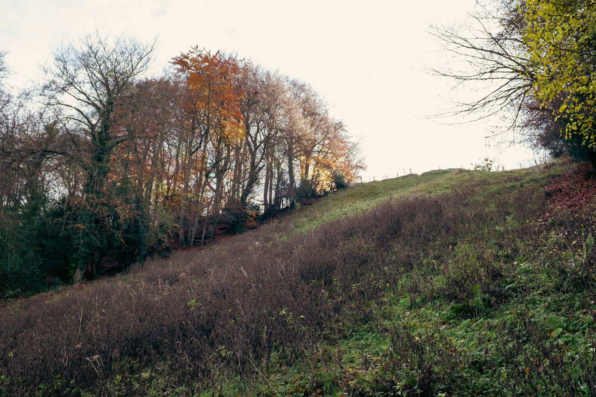 looking up wooded hillside