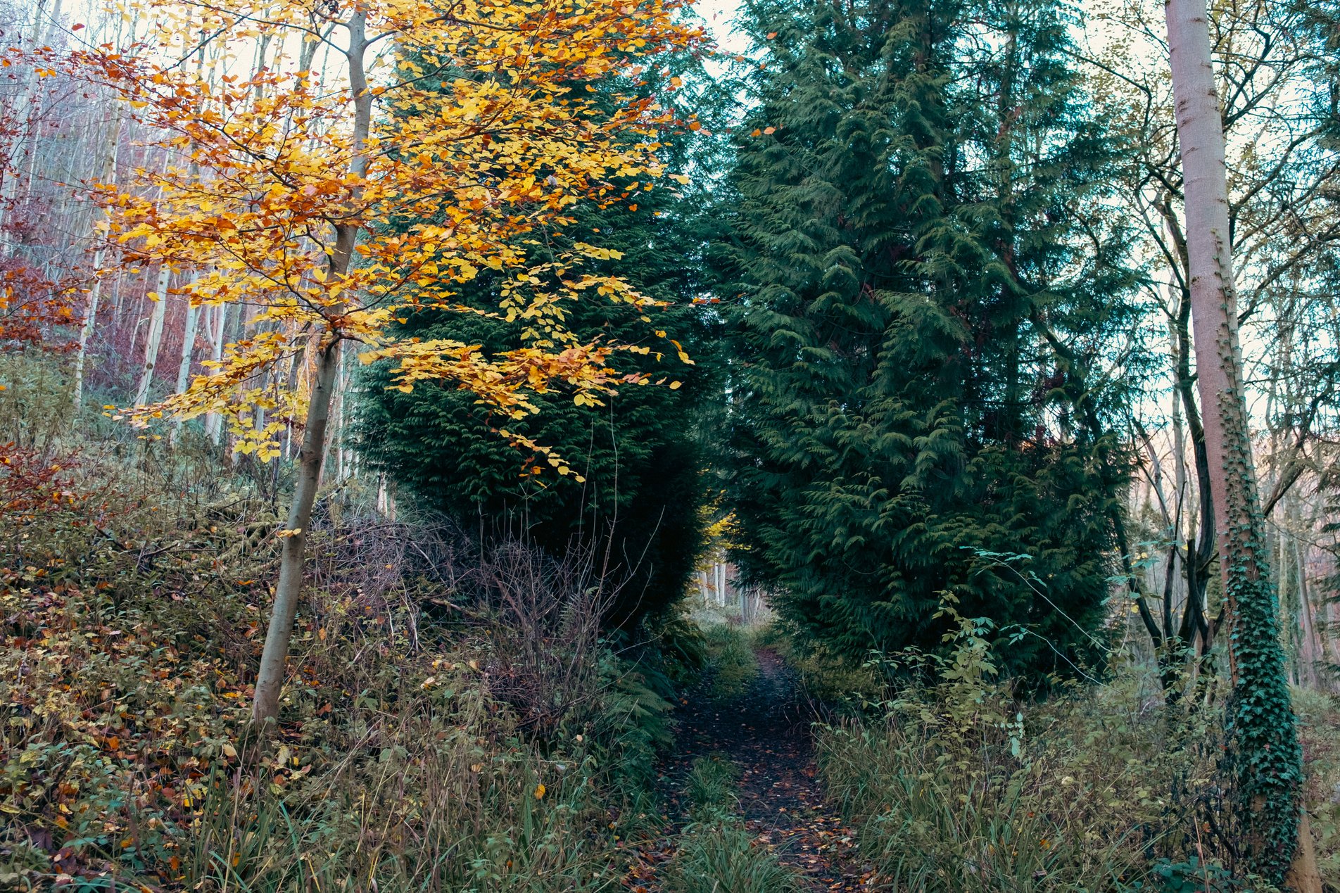 footpath through narrow gap in trees