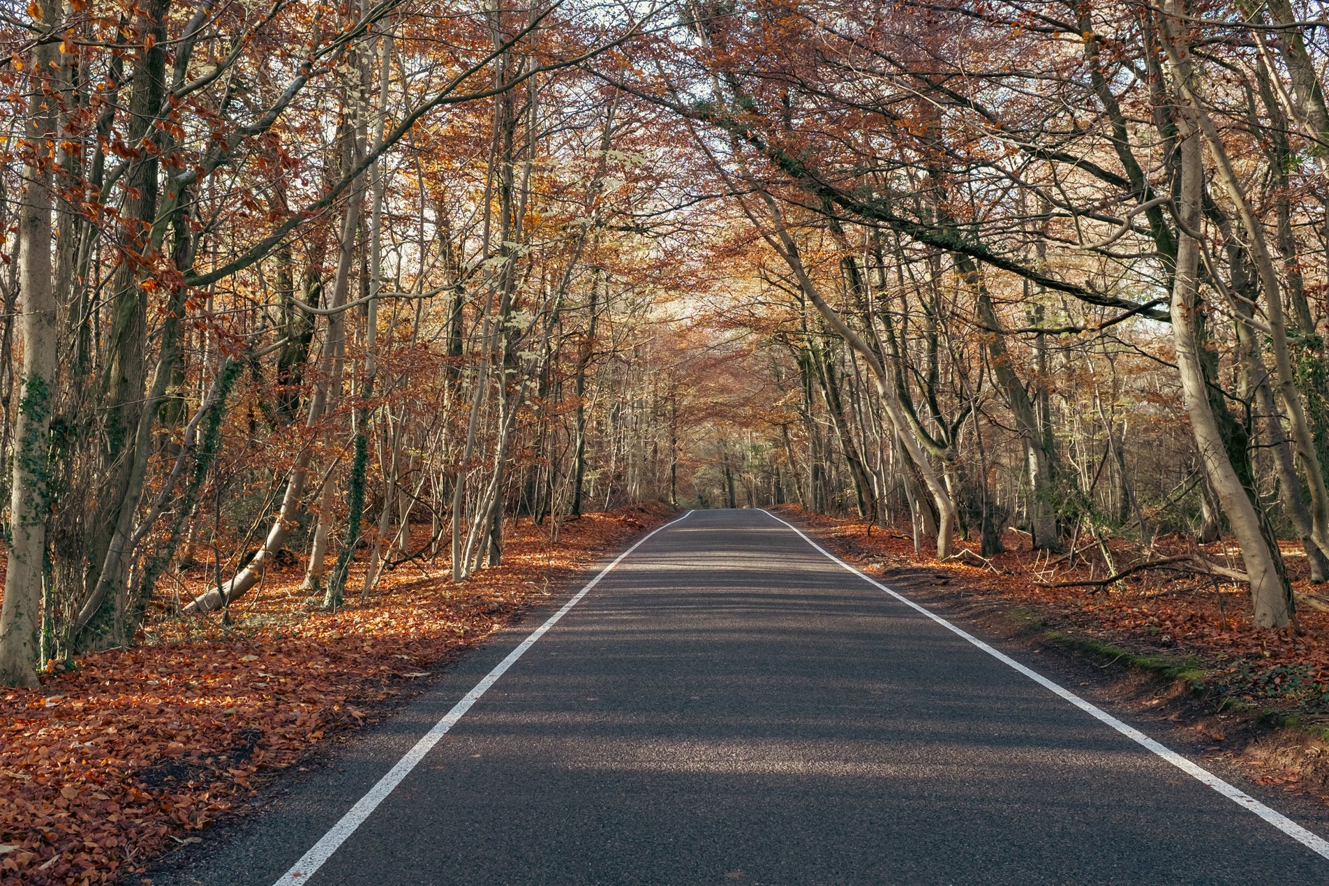 single track road through woodland