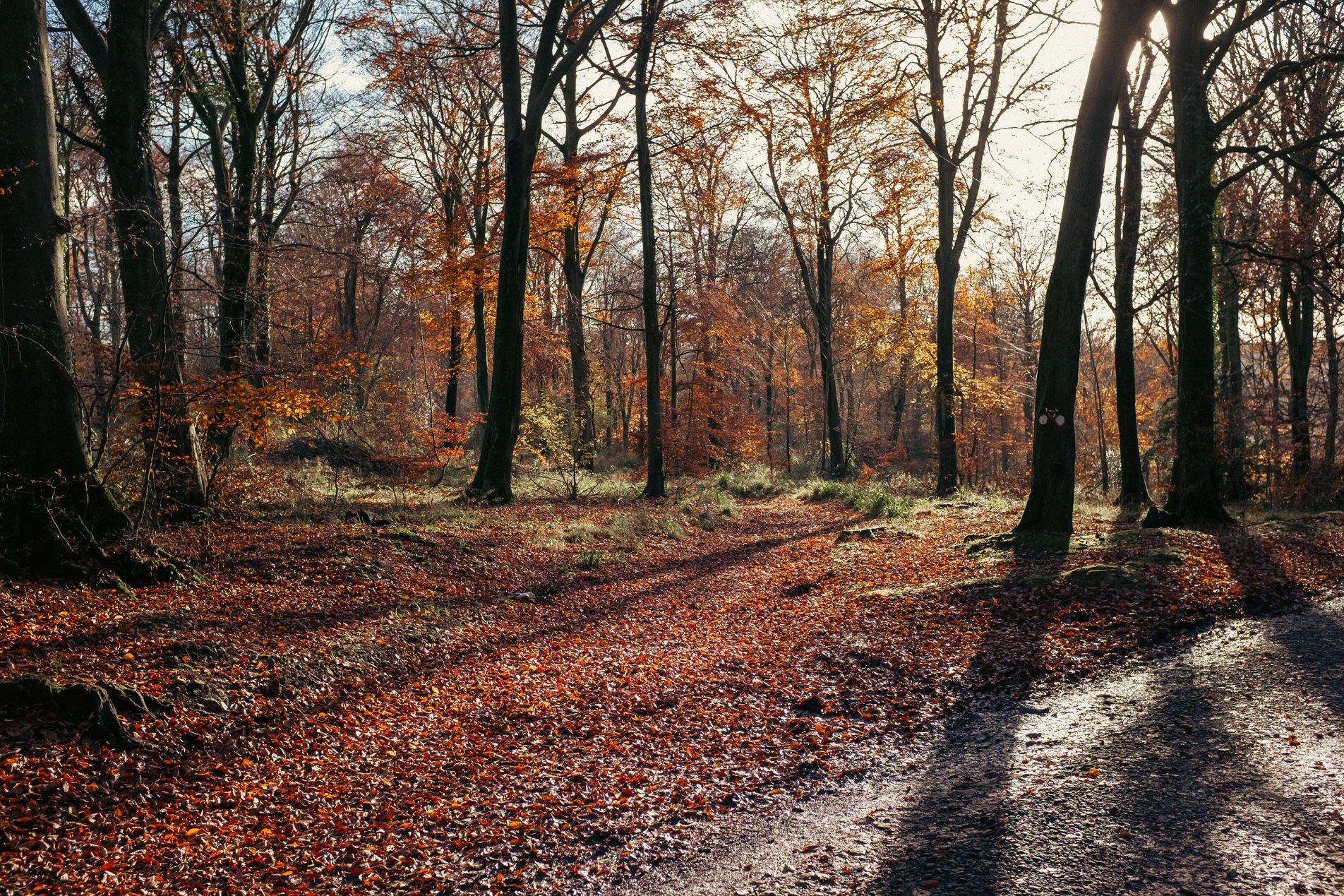 autumnal trees with lomg shadows