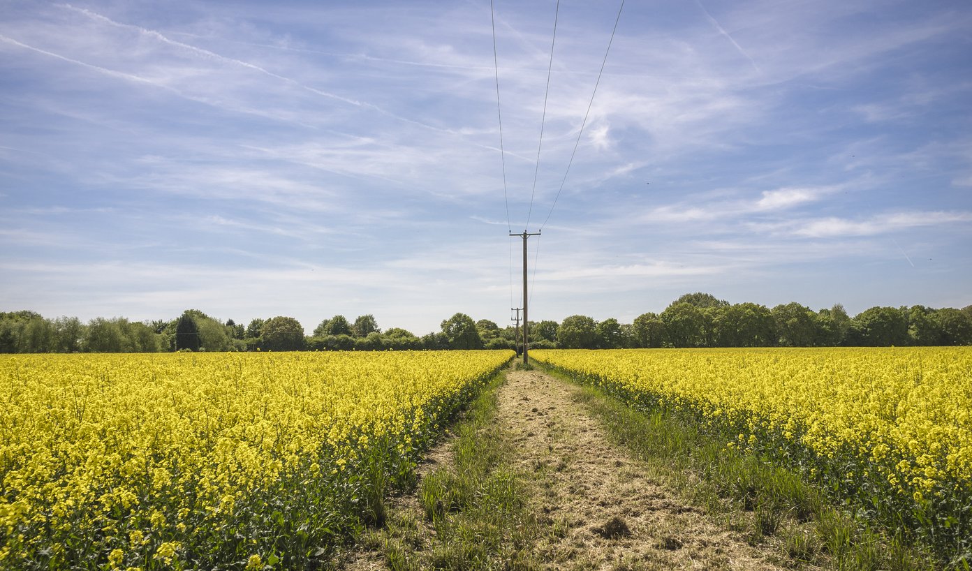 path through rapeseed oil field