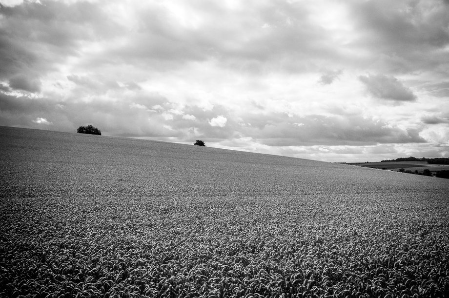 black and white shot of cornfield in summer