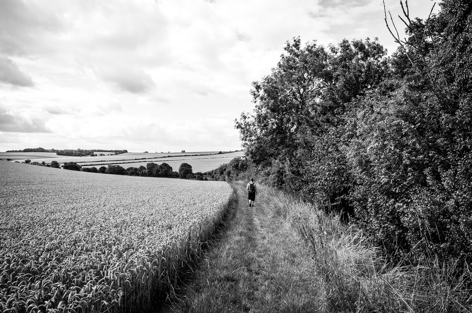 hiker walking alongside cornfield