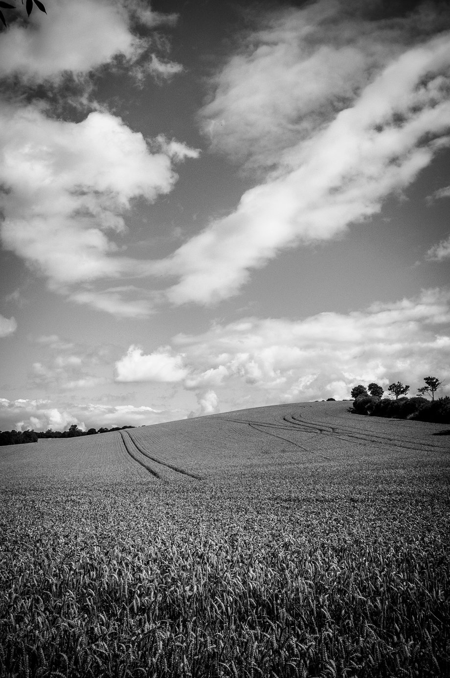black and white shot of cornfield in the summer