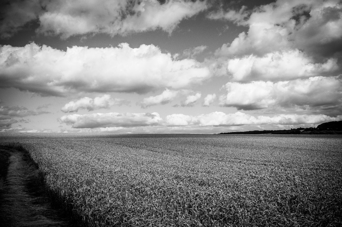 cornfield in the summer